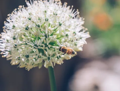 蜜蜂,白色,葱花选择性聚焦摄影,白天,花,开花,花瓣,自然 蜜蜂,白色,葱花选择性聚焦摄影,白天,花,开花,花瓣,自然