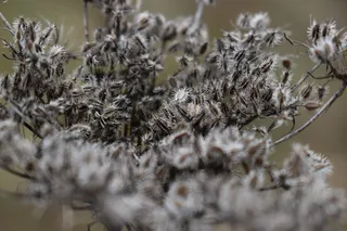 植物，自然，开花，开花，春天，花朵，花园，粉色