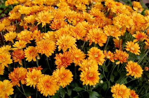 妈妈,花园,桔子,开花植物,花,脆弱性,脆弱性,花头 妈妈,花园,桔子,开花植物,花,脆弱性,脆弱性,花头