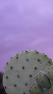 仙人掌,沙漠,苏森塞特,黄昏,紫色,绿色,仙人掌,埃尔帕索 仙人掌,沙漠,苏森塞特,黄昏,紫色,绿色,仙人掌,埃尔帕索