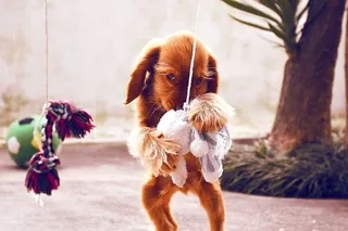 葡萄牙，波尔图，小狗，可卡犬，可卡犬，可卡犬，可爱，眼睛