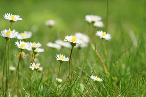 自然,田野,花,草,开花,开花,开花,模糊 自然,田野,花,草,开花,开花,开花,模糊