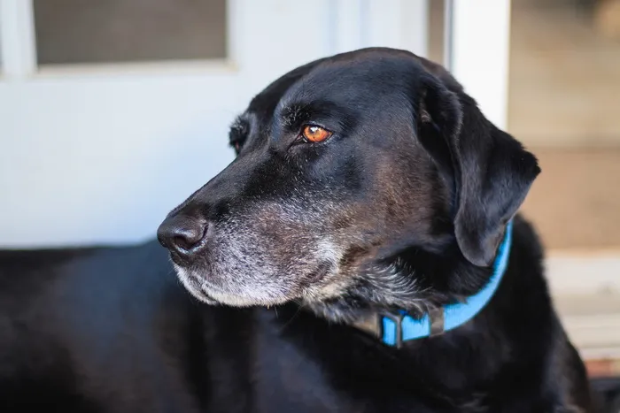 蓝领成年黑色拉布拉多猎犬对焦照片