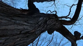 纽约，*公园，美国，自然，神秘，夜晚，树木，黑暗