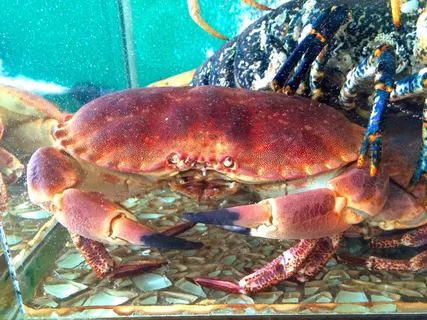 癌症,水,探针,动物,小龙虾,生物,水下,水族馆 癌症,水,探针,动物,小龙虾,生物,水下,水族馆