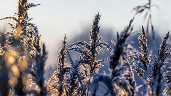 绿色植物的浅焦点照片
