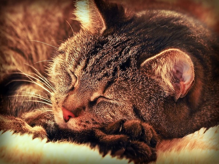 猫，动物，宠物，家猫，睡眠，休息，哺乳动物，动物主题