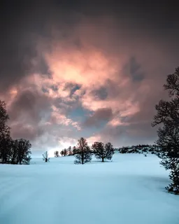 雪地上的树 雪地上的树