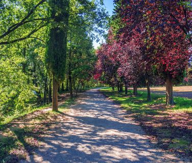 小径、自然、景观、道路、树木、森林、草地、通道