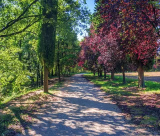 小径、自然、景观、道路、树木、森林、草地、通道