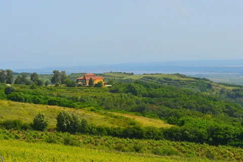 葡萄园,景观,家庭,葡萄酒,葡萄,葡萄栽培,山,风景-自然 葡萄园,景观,家庭,葡萄酒,葡萄,葡萄栽培,山,风景-自然