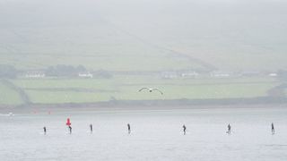 桨板，桨板，海鸥，爱尔兰，丁格尔，薄雾，朦胧，大西洋