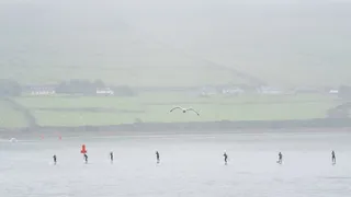 桨板，桨板，海鸥，爱尔兰，丁格尔，薄雾，朦胧，大西洋