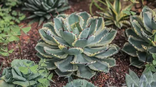 白天生长的绿色多汁植物