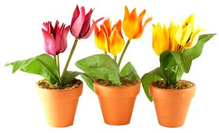 花卉、花盆、花店、花园、装饰、布局、彩色、黄色