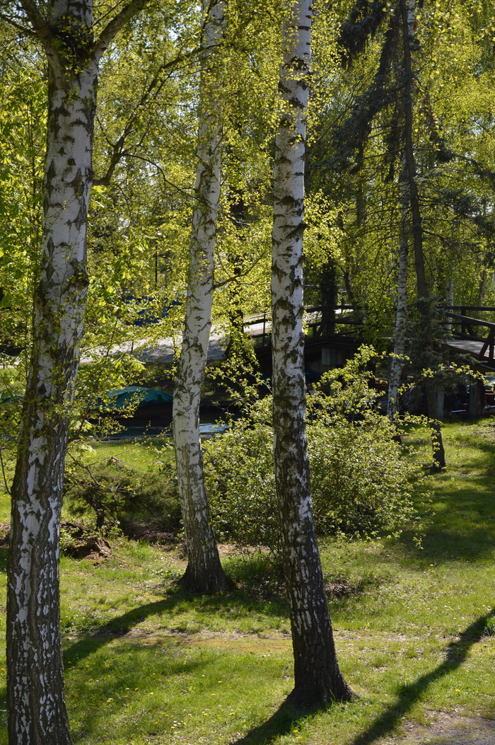 景观、spreewald、桦树、自然、树木、森林、户外、林地