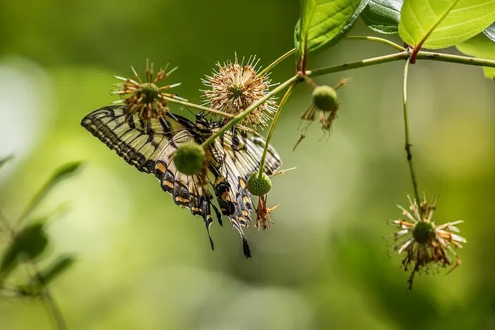 栖息在棕色花朵上的虎燕尾蝶的选择性聚焦摄影