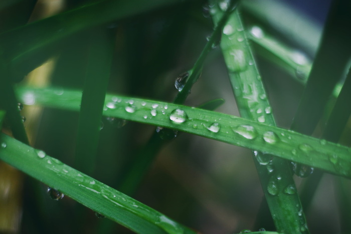 绿色, 叶子, 植物, 户外, 水, 下降, 雨滴, 模糊