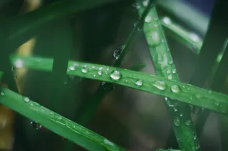 绿色, 叶子, 植物, 户外, 水, 下降, 雨滴, 模糊