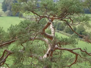 孤独，秋天，自然，树，植物，宁静，树枝，白天