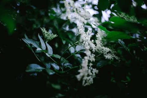 比利时,接骨木,喜怒无常,果汁,自然,花朵,花朵,春天 比利时,接骨木,喜怒无常,果汁,自然,花朵,花朵,春天