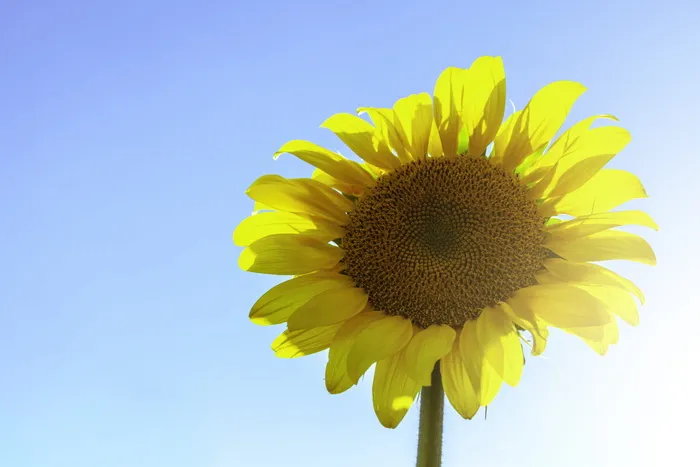 向日葵特写照片