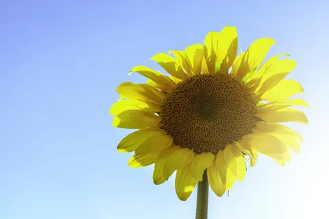 向日葵特写照片