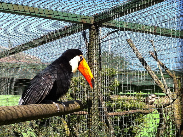 动物，巨嘴鸟，鸟类，动物主题，动物，脊椎动物，鸟类，野生动物