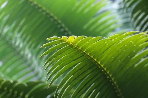 浅, 聚焦摄影, 绿色, 叶子, 选择性, 颜色, 叶, 植物 浅, 聚焦摄影, 绿色, 叶子, 选择性, 颜色, 叶, 植物
