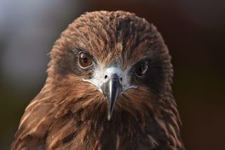 动物，鸟，野鸟，猛禽，视频，脸，眼睛，喙