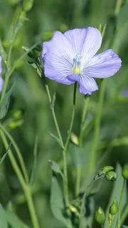 鸢尾花, 春天, 开花植物, 花, 新鲜, 脆弱, 漏洞, 植物 鸢尾花, 春天, 开花植物, 花, 新鲜, 脆弱, 漏洞, 植物