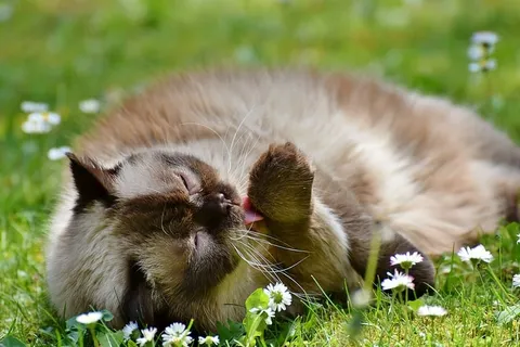 选择性,聚焦摄影,长毛,棕色,猫,品种猫,英国短毛,米泽 选择性,聚焦摄影,长毛,棕色,猫,品种猫,英国短毛,米泽