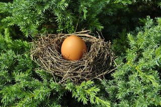 棕色、蛋、巢、窝、优化、尺寸、适合、独生子女