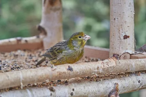 鸟，吃，树屋，花园，喂鸟器，喂食，喂食，动物