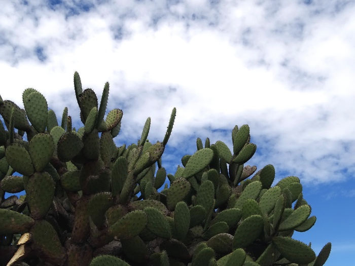 沙漠、nopales、干旱、荆棘、植物、仙人掌、串肉、植被