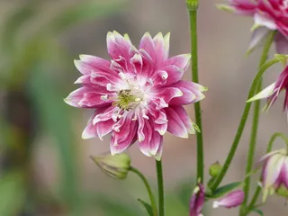 羽扇豆，花，白色，彩色，羽扇豆，花，粉色，叶，绿色