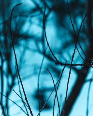 细枝选择性聚焦