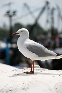 鸟,海鸥,大街,海,动物,港口,海洋,海洋动物 鸟,海鸥,大街,海,动物,港口,海洋,海洋动物