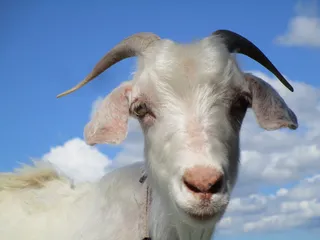 山羊、动物、农场、自然、白色、蓝色、新西兰、农村