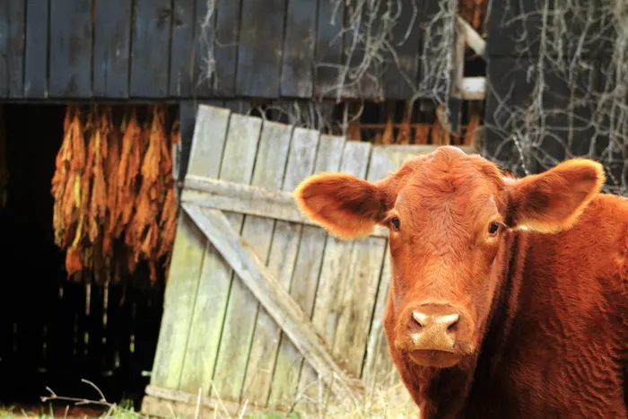 肯塔基州，美国，烟草，肯塔基州，红色，棕色，木材，藤蔓
