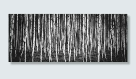 灰度照片，原木，桦树，布雷佐夫格罗夫，自然，俄罗斯，白色，白色和黑色