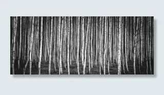 灰度照片，原木，桦树，布雷佐夫格罗夫，自然，俄罗斯，白色，白色和黑色