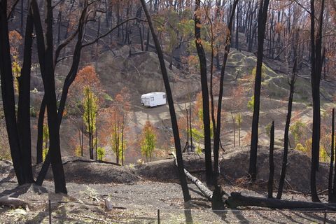 黑色星期六，复壮，燃烧，再生长，存活，树，植物，树干