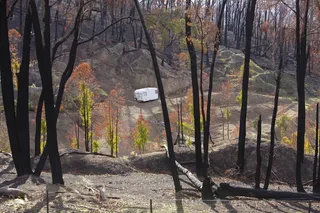 黑色星期六，复壮，燃烧，再生长，存活，树，植物，树干