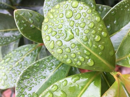 葡萄牙、terra cha、叶子、植物部分、水滴、绿色、水、特写