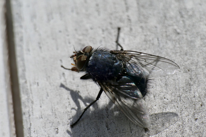 苍蝇、微距、特写、复眼、无脊椎动物、动物主题、昆虫、野生动物