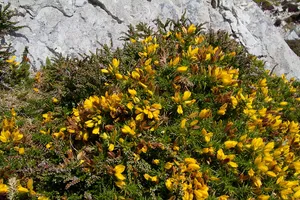 布列塔尼，大西洋海岸，法国，大西洋，海岸，自然，黄色，花朵
