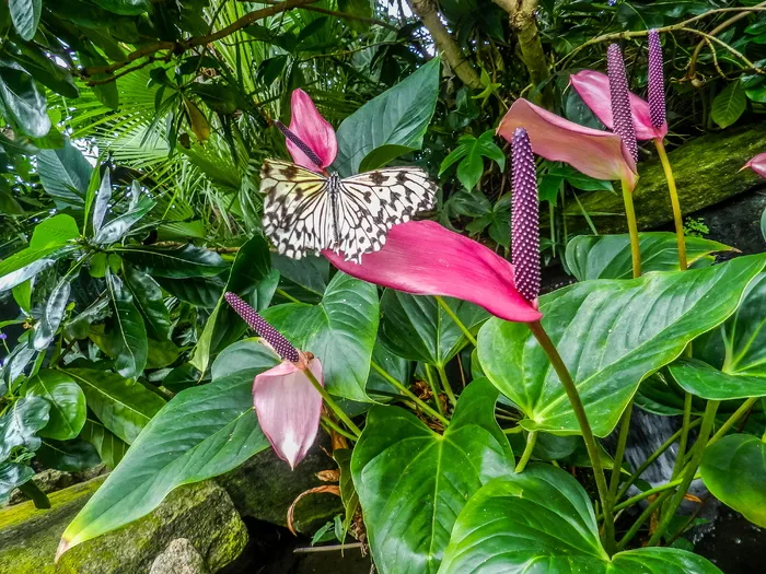 植物部位、叶子、生长、植物、自然美、绿色、新鲜、花朵