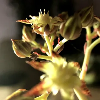 肉质、宏观、特写、花朵、开花植物、植物、生长、新鲜
