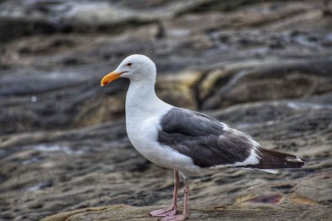 鸟,海滩,水,岩石,动物,动物摄影,鸟类,喙 鸟,海滩,水,岩石,动物,动物摄影,鸟类,喙
